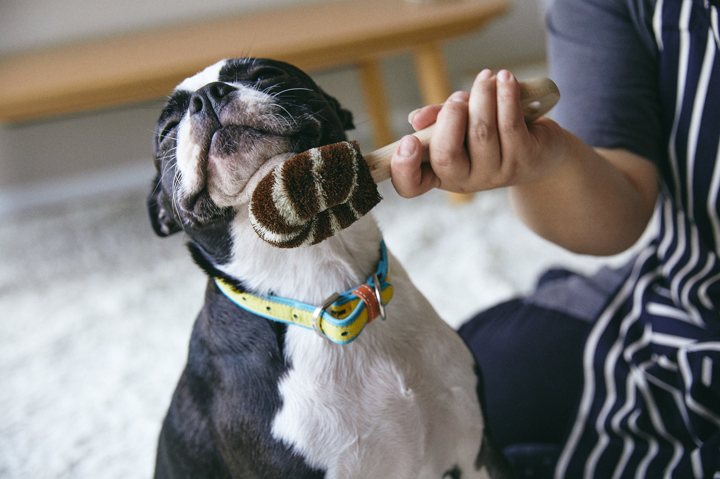 Kitayama Masatsumu Shoten Dog brush(for dogs)